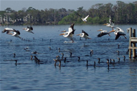 Wood Storks From Lake Howell As Seen On Lago Vista